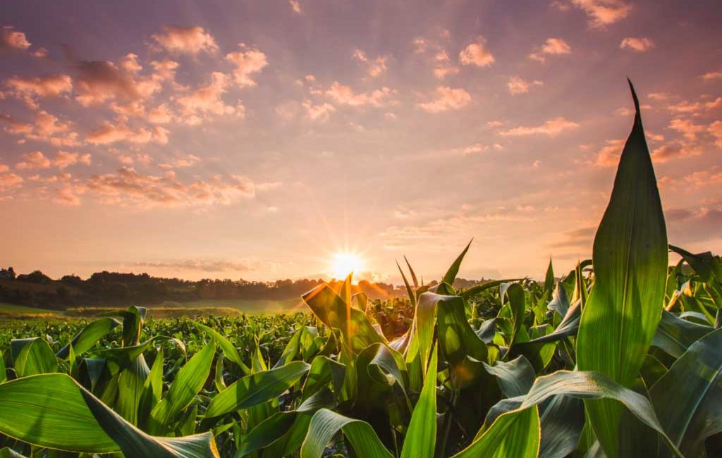 Grain market pops on big Q3 stock drop by Michael McKenna